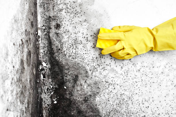 Best Mold Testing  in Friona, TX