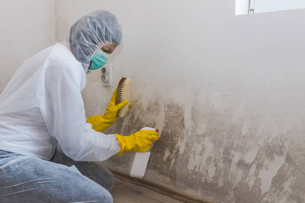Best Commercial Mold Removal  in Friona, TX