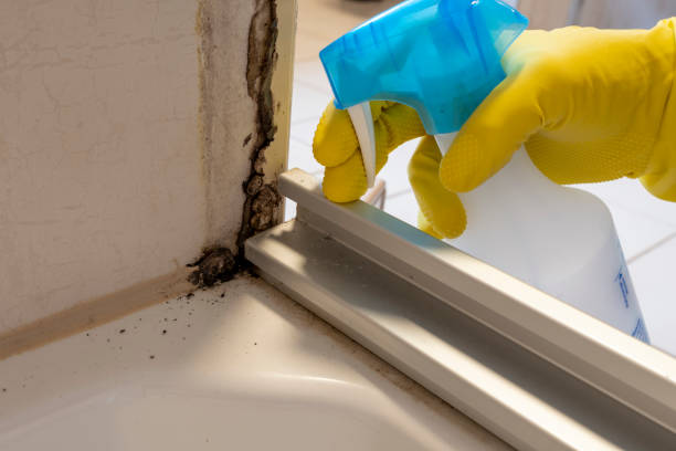 Best Affordable Mold Removal  in Friona, TX