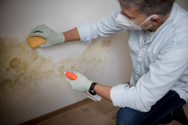 Best Certified Mold Removal  in Friona, TX