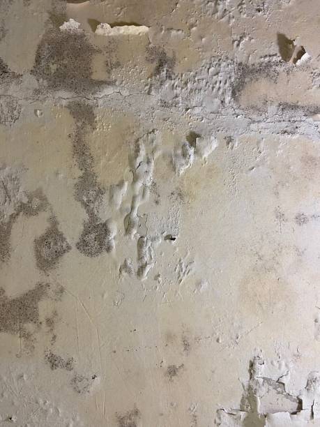 Best Professional Mold Removal  in Friona, TX