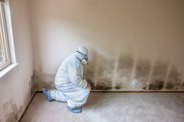 Best Mold Cleaning Services  in Friona, TX