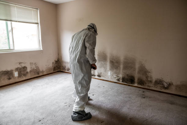 Best Affordable Mold Removal  in Friona, TX