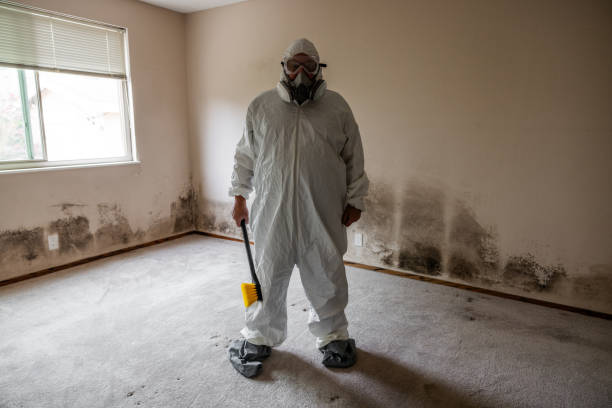 Mold Removal Process in Friona, TX