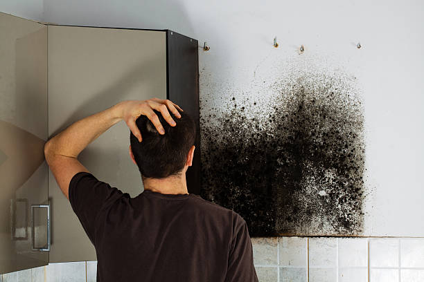 Best Mold Testing  in Friona, TX
