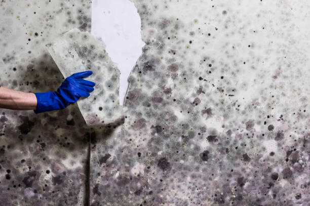 Best Mold Removal Company Near Me  in Friona, TX