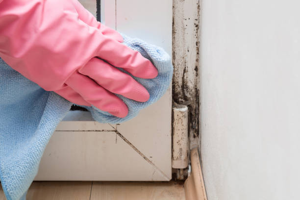 Best Toxic Mold Removal  in Friona, TX