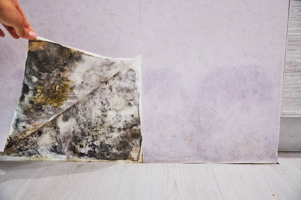 Best Office Mold Removal Services  in Friona, TX